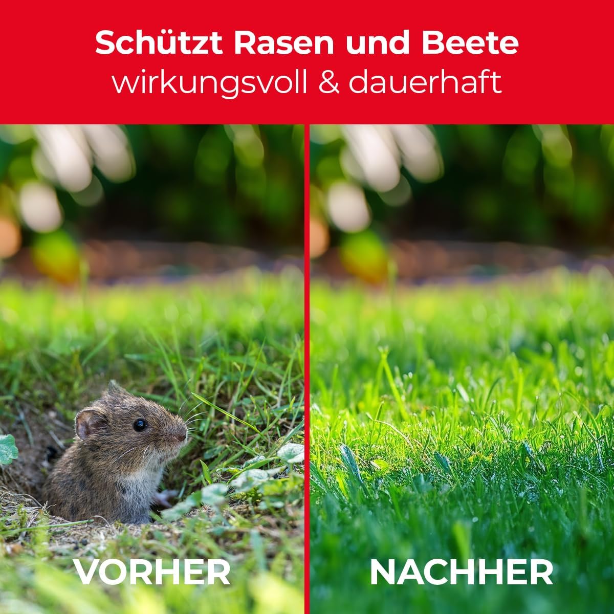 PROTECT HOME Wühlmaus-Köder