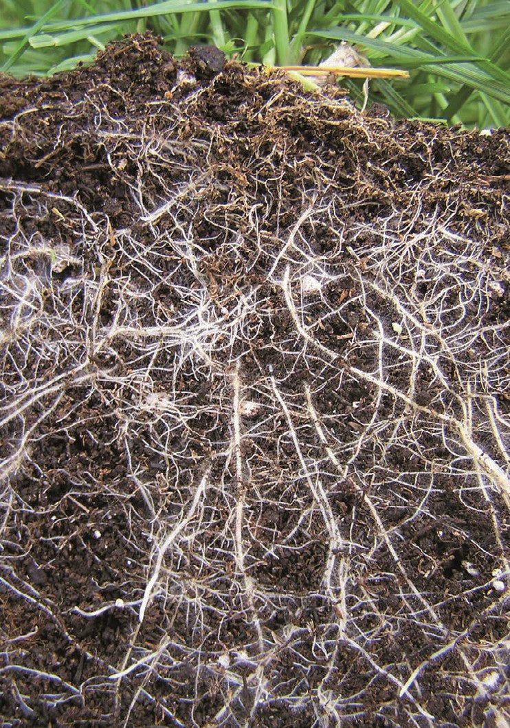 COMPO EXPERT TerraPlus® Bodenaktivator