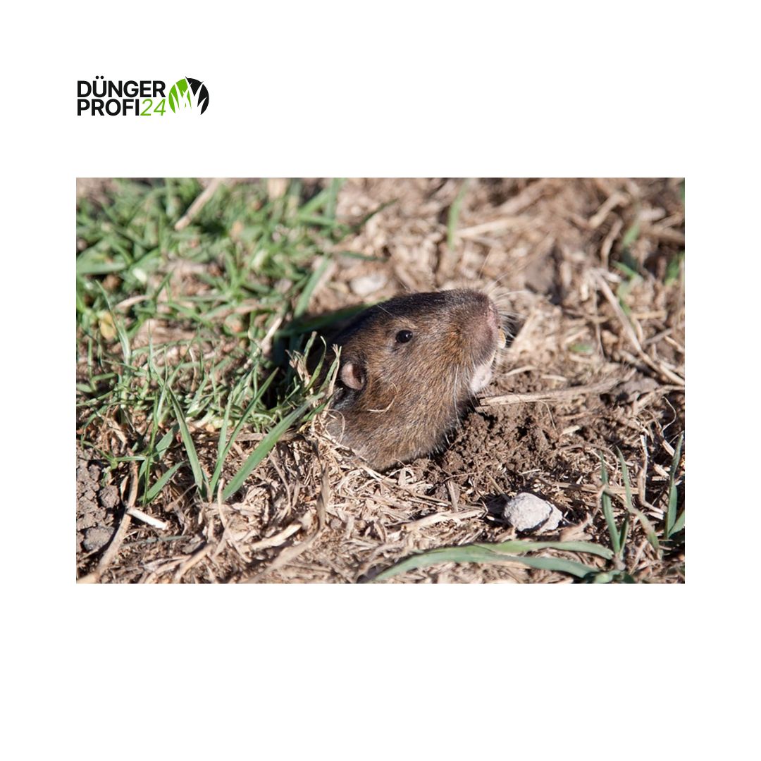 SUBSTRAL® Celaflor® Wühlmausköder Arrex