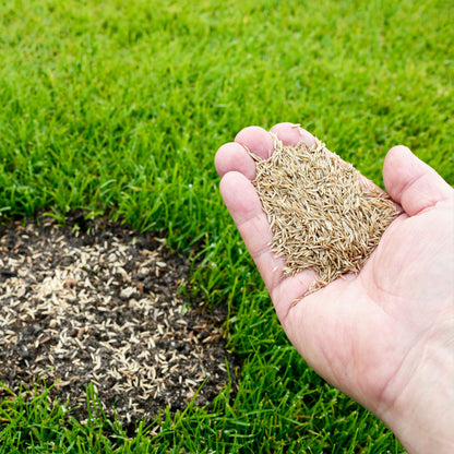 EuroGrass Rasen Reparatur